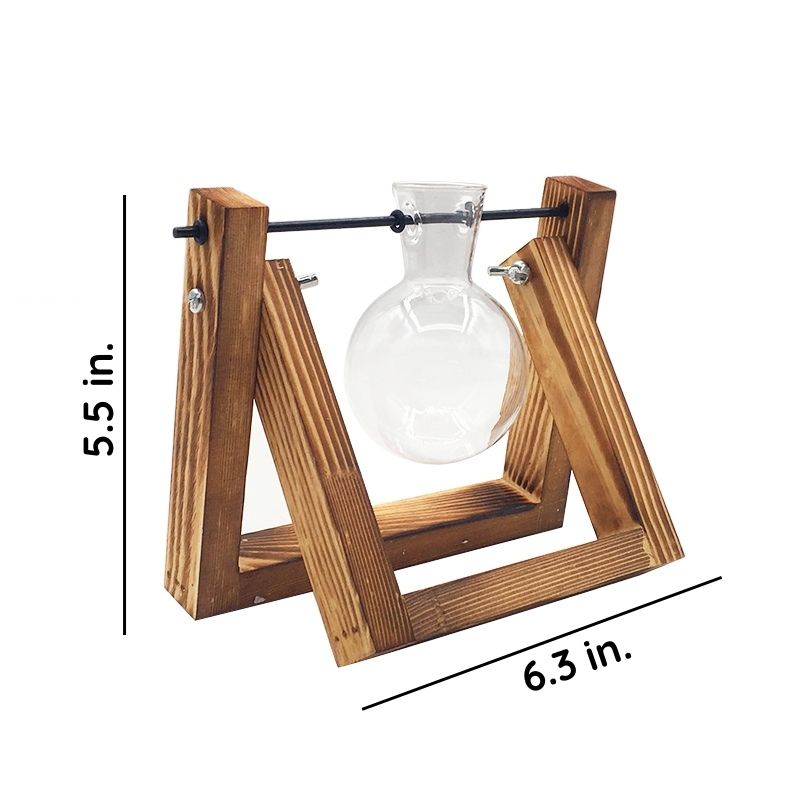 Water-Rooted Glass Plant Display