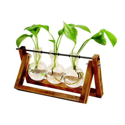 Water-Rooted Glass Plant Display