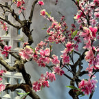 Artificial Cherry Blossom Tree Lifelike Low-Maintenance Stable Base