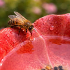 Bee Watering Stakes Glazed Ceramic Flower Design