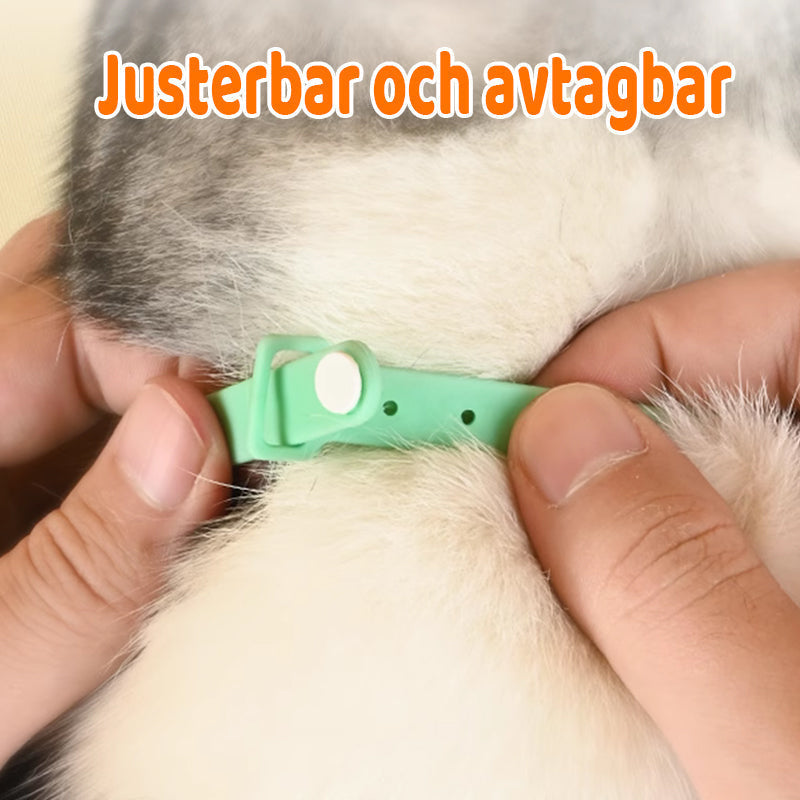 Cat Collar Motion-Activated Laser USB Rechargeable
