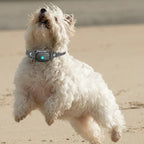 Dog Bark Control Collar Sound & Vibration Microphone Detection