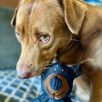Dog Chew Toy Reinforced Multi-Layer Dental-Cleaning BPA-Free