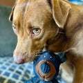 Dog Chew Toy Reinforced Multi-Layer Textured Surface