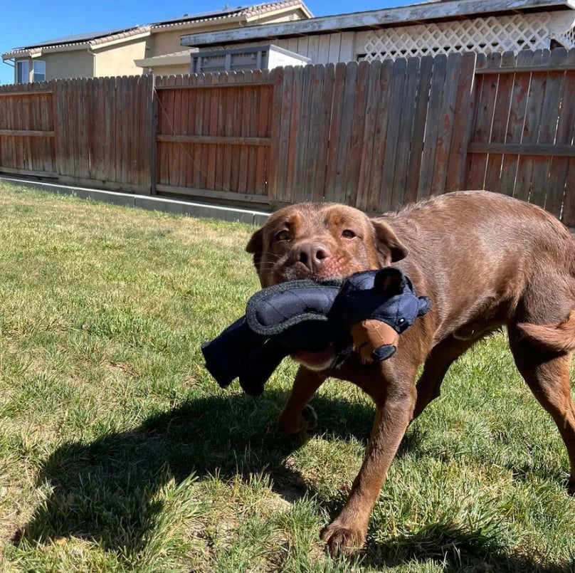Dog Chew Toy Reinforced Multi-Layer Textured Surface
