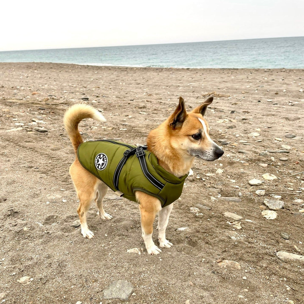 Dog Coat Integrated Harness Water-Resistant Reflective Details