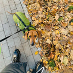 Dog Coat Integrated Harness Water-Resistant Reflective Details