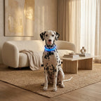 Dog Collar LED Light USB-Rechargeable 3 Light Modes