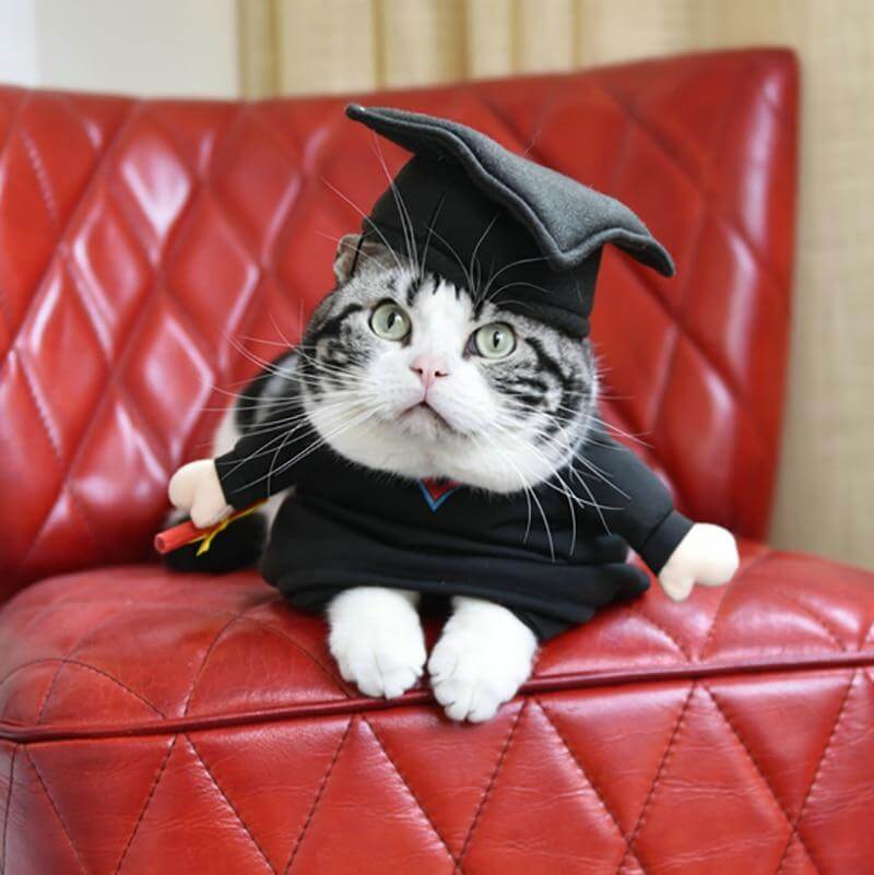 Dog Costume Professor PhD Design Soft Breathable
