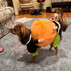 Dog Costume Velvet Pumpkin Design Secure Fit