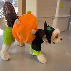 Dog Costume Velvet Pumpkin Design Secure Fit