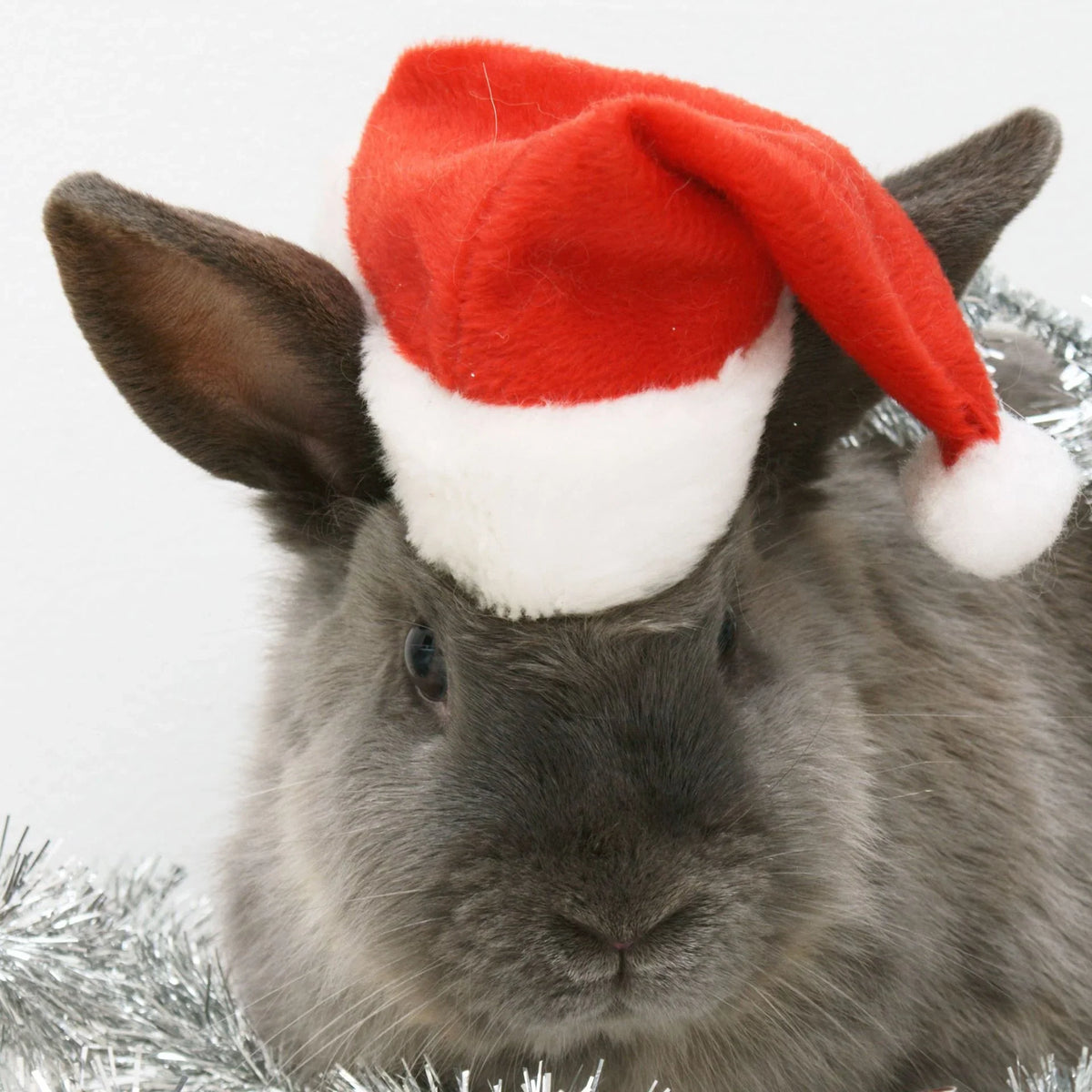 Dog Santa Hat Soft Plush Adjustable Fit