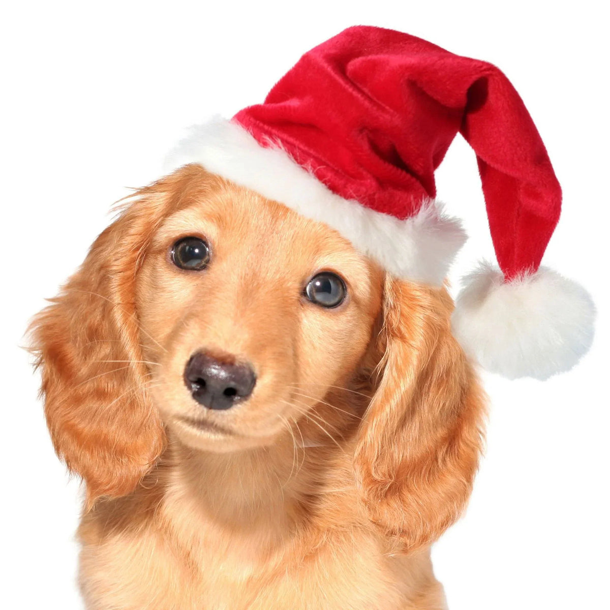 Dog Santa Hat Soft Plush Adjustable Fit