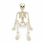 Halloween Skeleton Articulated 40cm Realistic Bone