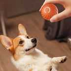 Interactive Dog Ball Motion-Activated Obstacle Detection