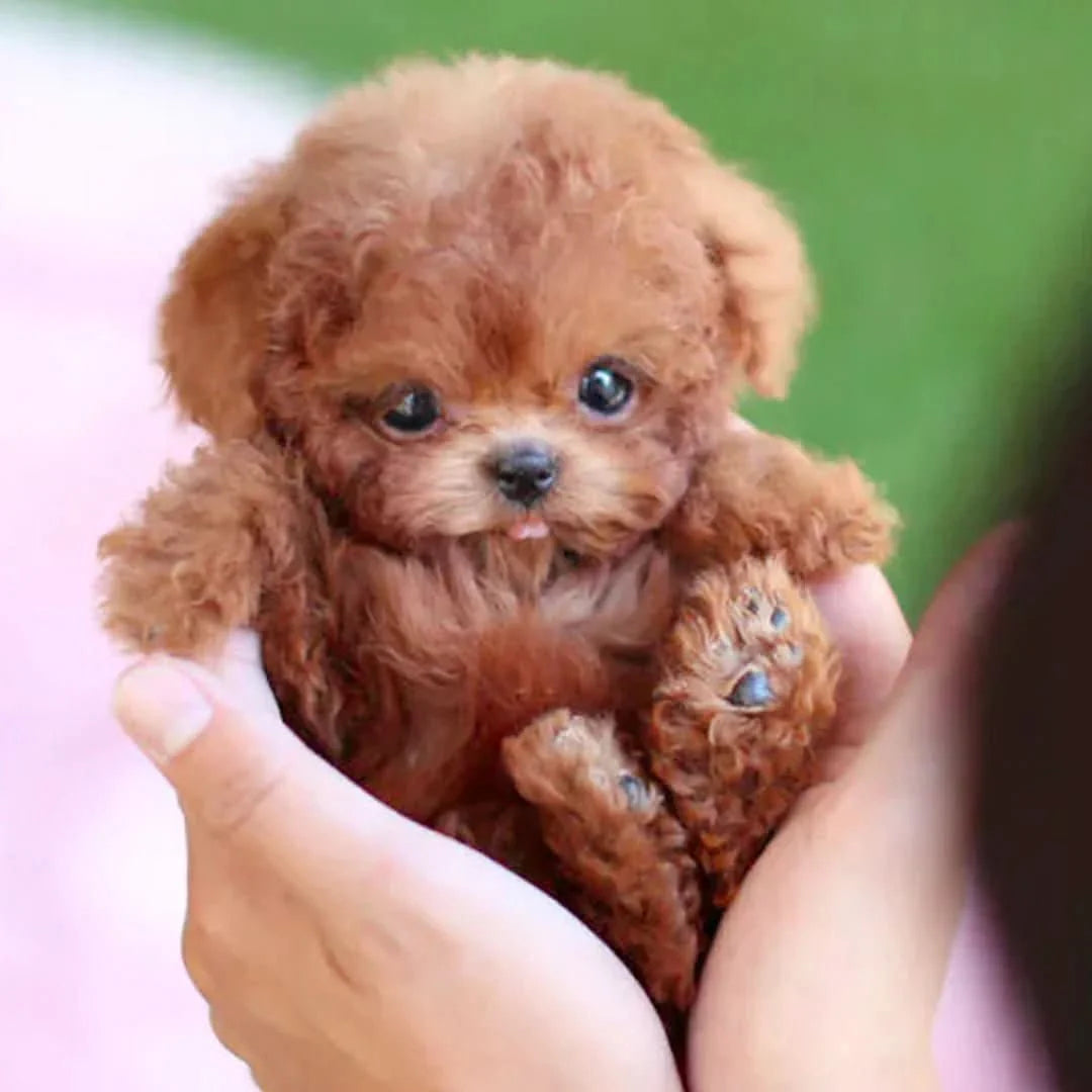 Interactive Plush Puppy Toy Touch-Responsive Motion & Sound