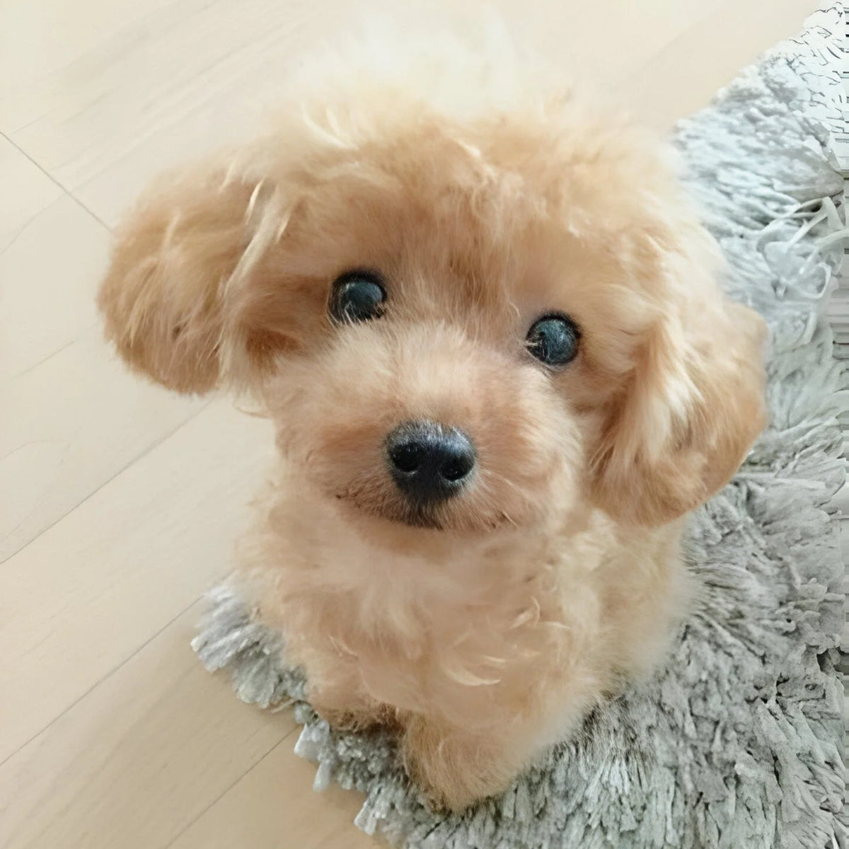 Plush Puppy Toy Weighted & Poseable Floppy Body