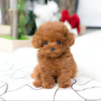 Plush Puppy Toy Weighted & Poseable Floppy Body