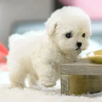 Robotic Puppy Plush Toy Walking Barking & Sitting