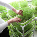 Sprouting Tray 2-Layer Hydroponic BPA-Free