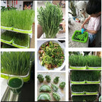 Sprouting Tray 2-Layer Hydroponic BPA-Free